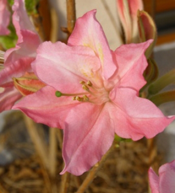 Azalia lepka (Rhododendron viscosum) Jolie Madame